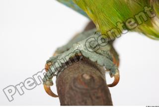 Parrot Psittacula alexandri 0004